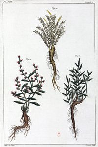 Plantas medicinales, China