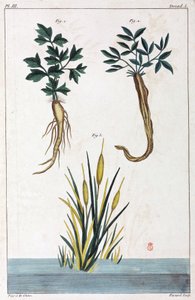 Plantas medicinales, China