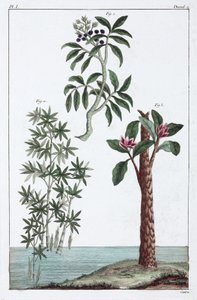 Plantas medicinales, China de Unbekannt