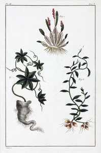 Plantas medicinales, China