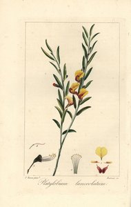 Platylobium lanceolatum, nativo de Australia. Grabado a mano sobre cobre por Barrois a partir de una ilustración botánica de Pancrace Bessa de la obra de Mordant de Launay "Herbier General de l