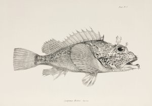 Jugador de cabracho, c 1832-1836 de Unbekannter Künstler