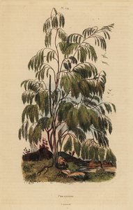 Arbusto Plocama pendula de Unbekannt