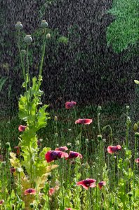 Flores y cabezas de semilla de amapola (Papaver somniferum) en un chaparrón de verano, Gower, Gales del Sur (foto) de Unbekannter Künstler