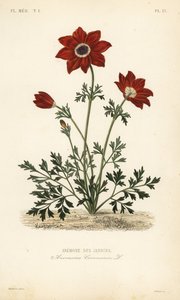 Anémona de jardín o caléndula española, Anemone coronaria, Anémona de jardines de Unbekannt