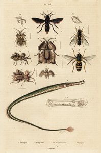 Avispa Potter, pez pipa, chinche de los huevos de oro y mosca volante, 1834-1839 (grabado) de Unbekannter Künstler