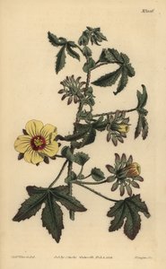 Hibisco de tallo espinoso, Hibiscus surattensis