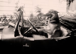 Perro policía premiado Alex al volante de un coche