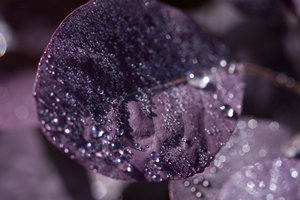 Purple Leaves III (fotografía) de Unbekannter Künstler