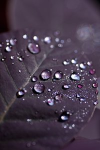 Purple Leaves II (fotografía)