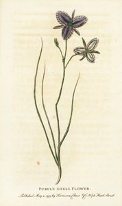 Flor de concha morada de Nueva Gales del Sur, Australia. ¿Quizá una flor de fantasía fabricada por un florista artificial Grabado en cobre coloreado a mano de "The Naturalist