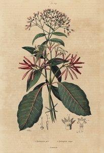 Quinina, Cinchona officinalis y Ladenbergia oblongifolia, vulnerable de Unbekannt