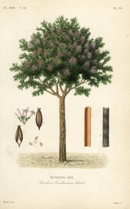 Quina o corteza de cinchona, Cinchona officinalis de Unbekannt