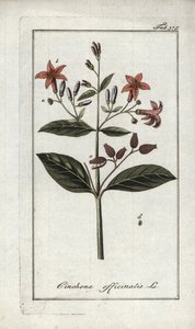 Quinquina (Cinchona officinalis). Litografía de "Afbeelding der Artseny-Gewassen" de Johannes Zorn (1739-1799), Países Bajos. de Unbekannter Künstler