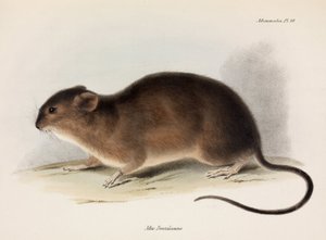 Rata, América del Sur, c. 1832-1836