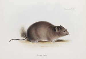 Consejo, c 1832-1836