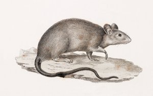 Rata de Alejandría de Unbekannt