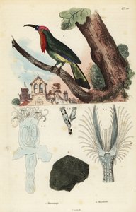 Abejaruco barbudo rojo, Nyctyornis amictus, y briozoo fungoide, Plumatella fungosa de Unbekannt
