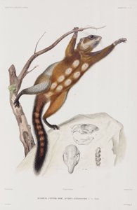 Ardilla de vientre rojo o gris mexicana de Unbekannter Künstler