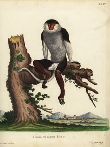 Duca de casco rojo, Pygathrix nemaeus. En peligro de extinción. Simia nemaeus Linn. Grabado en cobre coloreado a mano por Johann Sebastian Leitner a partir de una ilustración de Jacques de Seve de la obra de Johann Christian Daniel Schreber Ilustraciones d de Unbekannter Künstler