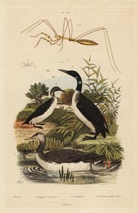 Colimbo ártico, Gavia stellata, colimbo grande, Gavia immer, colimbo chico, Gavia arctica, y chinche de patas largas, especie Emesini de Unbekannt