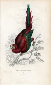 Ara roja o Ara de Macao. Psittacus macao. Litografía de Joseph Kidd, basada en un dibujo de John Audubon, en Miscellany of Natural History: Parrots, Sir Thomas DiK Lauder and Captain Thomas Brown, publicada en Edimburgo, Escocia, en 1833. de Unbekannter Künstler