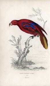 Lori rojo, Eos rubra. Psittacus caeruleatus. Litografía de Joseph Kidd, basada en un dibujo de John Audubon, en Miscellany of Natural History: Parrots, Sir Thomas DiK Lauder and Captain Thomas Brown, publicada en Edimburgo, Escocia, en 1833. de Unbekannter Künstler
