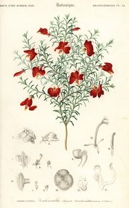 Leschenaultia roja, Leschenaultia formosa.,1849 (grabado) de Unbekannter Künstler