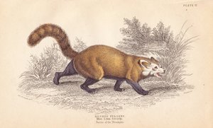 Panda rojo, Ailurus fulgens. Vulnerable. De un espécimen del Museo de la Sociedad Linneana. Grabado en acero coloreado a mano por Lizars a partir de una ilustración de Charles Hamilton Smith de la Biblioteca del Naturalista de William Jardine, Edimburgo.