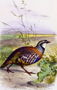 Perdiz roja, c.1850 (litografía) de Unbekannter Künstler