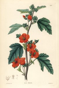 Rojo púrpura - Globemallow, Sphaeralcea miniata (Malva miniata). Grabado en cobre coloreado a mano por Weddell según Edwin Dalton Smith de John Lindley and Robert Sweet