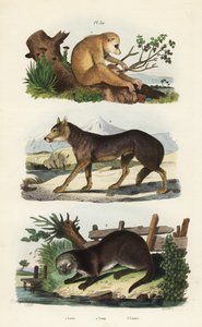 Loris esbelto rojo, Loris tardigradus en peligro 1, lobo, Canis lupus 2 y nutria euroasiática, Lutra lutra 3 de Unbekannt