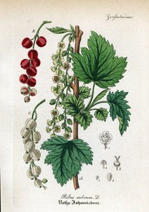 Grosella roja, Ribes rubrum. Grabado en cobre coloreado a mano del Hand-Atlas sammtlicher mediinisch-pharmaceutischer Gewachse del Dr. Willibald Artus. de Unbekannter Künstler