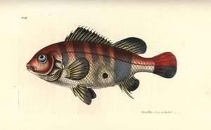 Pez de tierra de rayas rojas, Geophagus surinamensis (Surinam sparus, Sparus surinamensis). Ilustración dibujada y grabada por Richard Polydore Nodder. Grabado en cobre coloreado a mano de George Shaw y Frederick Nodder, The Naturalist