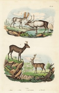 Reno, Rangifer tarandus, alce, Alces alces, ciervo rojo, Cervus elaphus, y corzo europeo, Capreolus capreolus de Unbekannt