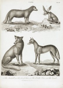 Zorros y chacales de Unbekannt