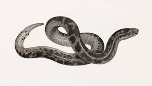 Reptiles: una serpiente de Tebaida