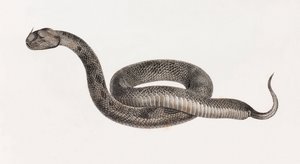 Reptiles: Una víbora