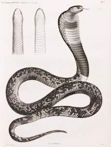 Reptiles: Un áspid de Unbekannt