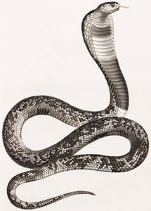 Reptiles: una áspid de Unbekannt