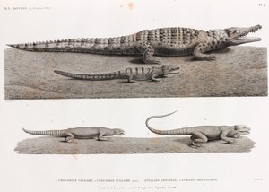 Reptiles: Cocodrilos y Stellions de Unbekannt