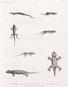 Reptiles: Lagartos y gecos de Unbekannt