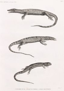 Reptiles: Tupinambis del Nilo