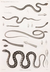 Reptiles: víboras y serpientes