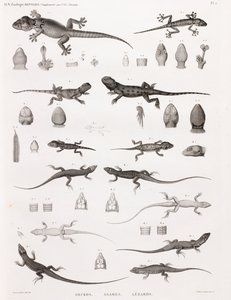 Reptiles: geckos, agamas, lagartos