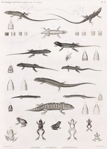 Reptiles: serie de ilustraciones de lagartos, eslizones y ranas de Unbekannt