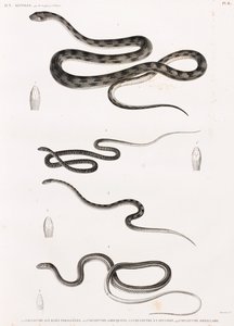 Reptiles: serie de ilustraciones de serpientes