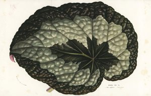 Hoja de begonia rex, Begonia rex. India. Litografía coloreada a mano de la obra de Louis van Houtte y Charles Lemaire Flores de los jardines e invernaderos de Europa, Flore des Serres et des Jardins de l