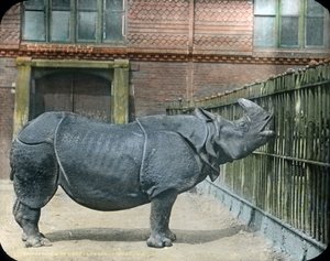Rhinoceros de Unbekannter Künstler