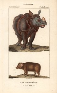 Rhinoceros et daman ou clade - Eau forte de Jean Gabriel Pretre (1780-1845), grabado por Carnonkel, para el diccionario de ciencias naturales: mamíferos de Frédéric Cuvier, editado por Pierre Jean Francois Turpin (1775-1840), publicado por F.G.Levrault, en